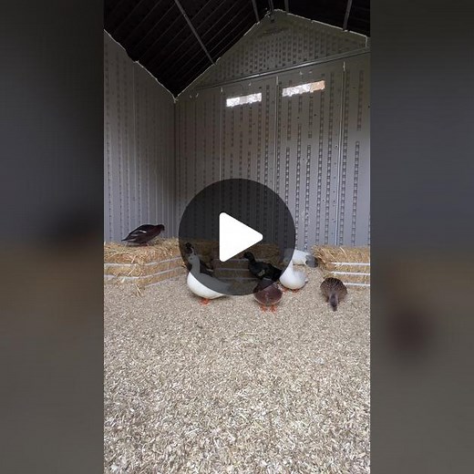 The ducks are all ready for winter!❄️🦆 #DunkinDucks #PetDucks #CallDucks #Winterizing #Ducks