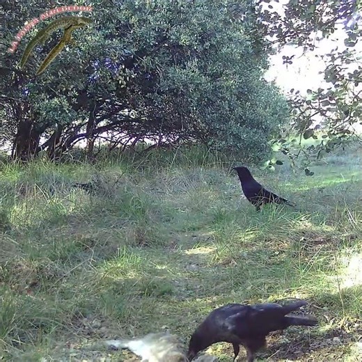 El canto/graznido de la corneja negra (Corvus corone). #birdsong #wildlife #fauna #nature #birds