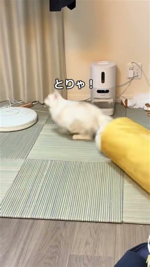 ドッキリ大失敗猫