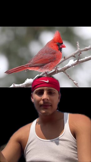 #greenscreen The Red Bird & Its Significance ❤️ ##cardinal##redbird##lumbee##ancestors##afroindigenous##indigenous##oralstorytelling##grandmastories