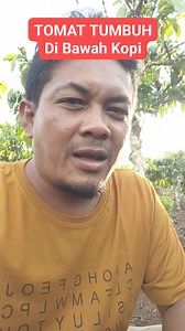 22K views · 298 reactions | Selain Tanaman Kopi Bisa Juga Di Tumpang Sari Dengan Tanaman Sayur Seperti Tomat #seledrihidroponik #seledri #hidroponik #trendingvideo #trending #viralvideo #viralvideos #viral #fypage #fypシ #fyp #Hydroponic #NutrisiHidroponik #ABmix #Farm #Daunsup #Sayuran | Bradiyon Samudra | Facebook