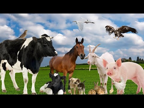 Beautiful farm animals - Dog, pig, sheep, cow, duck, buffalo,...