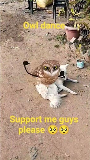 Naya trend launch ho gaya hai — owl dance Aa Pate Pate Aa” 😂