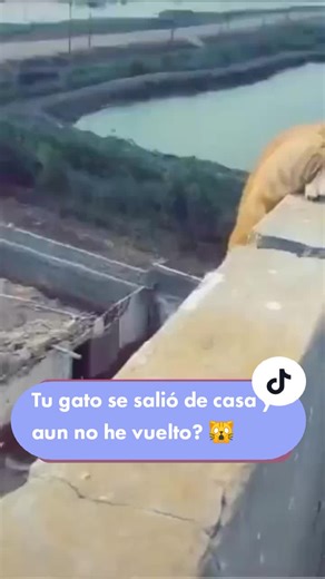 Nuestros gatitos son lo más preciado que tenemos ✅ cuida su alimentación complementando su alimento con comida casera 🥰. Pide más información en el enlace de nuestro perfil 💪🏼. #gato #gatos #gatas #gata #gatito #gatita #cat #kitten #catlover #catslovers #mascotas #pet #pets #gatosano #gatofeliz #leyenda #migatito #gatosaludable #comidadegatos #foodcat #alimentoparagatos #alimentoparamascotas #meow