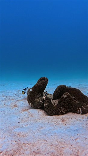 Did you know? Clownfish (like Nemo from Finding Nemo) are fascinating reef fish. All are born male, and the dominant one can change into a female. They live safely inside toxic sea anemones thanks to a protective mucus layer. Small but territorial, they fiercely guard their home and eggs. There are about 30 species, including Amphiprion ocellaris. They can live up to 10–15 years and even communicate using clicking sounds underwater. #Nemo