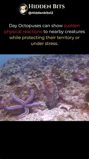 Territorial Behavior of Octopus Cyanea