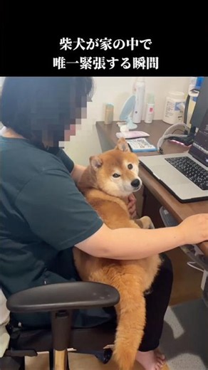 The one moment my Shiba Inu gets nervous at home #shibainu #cute #life with dogs