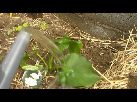 Comment planter un Arum (en motte) ?