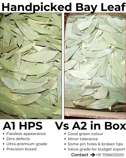 A1 vs A2 Bay Leaves Explained | Zero-Defect vs Minor Tolerance | Handpicked Grades Compared