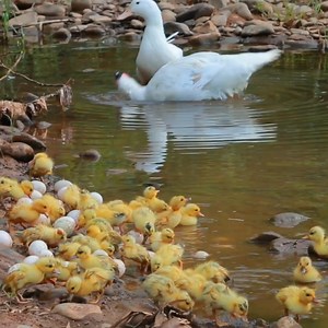 1.2M views · 22K reactions | Wild Women - Mother and child Help baby Duck by river - cooking egg duck and fish for dog Delicious | Short Story | Facebook