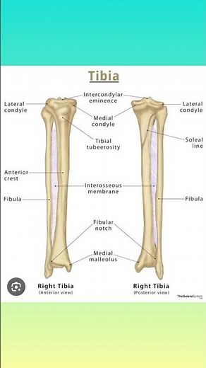 Tibia (Shin Bone): Location, Anatomy & Common Conditions #shorts