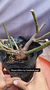 rosette root Opening a blind box! Look at how my rose rootstock, which I've been cultivating for five years, has grown! #rose #roseroot #rosegrafting #gardeninglife | Nazim's Bonsai