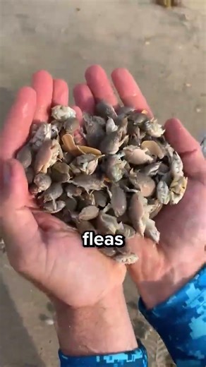 Sand fleas, also known as mole crabs,