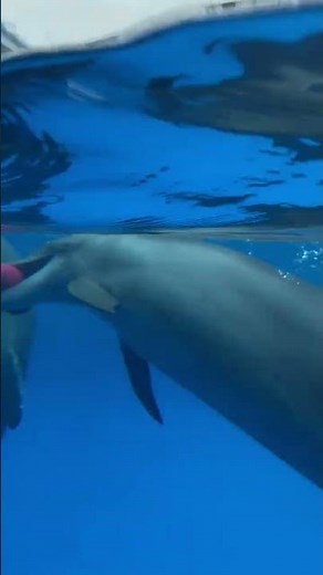 🐬 Playful Dolphins in Crystal Blue Water | Relaxing Animal Video