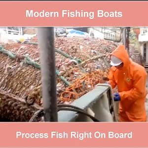 1.5K views · 16 reactions | Watch modern fishing boats, collect millions of dollars each, process fish right on board | Hot Video | Facebook