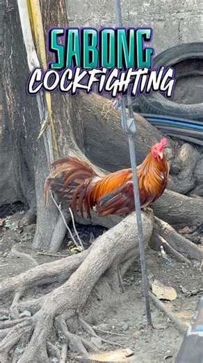 For Sabong , Cockfighting Rooster