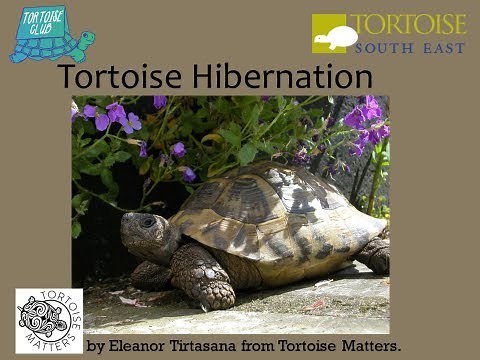 Tortoise Hibernation - How to guide - tips and tricks for new & old keepers Pet tortoise winter care