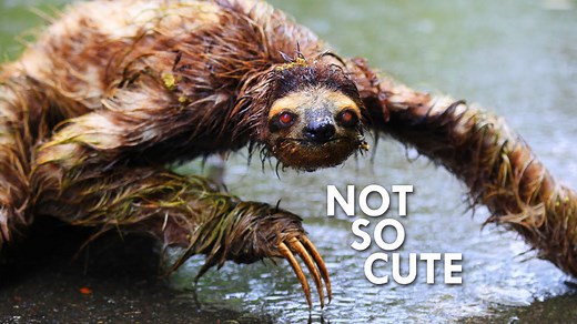 Sloths Move So Slowly That Algae Grows on Their Coats