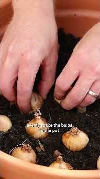 How to: Plant a Daffodil container