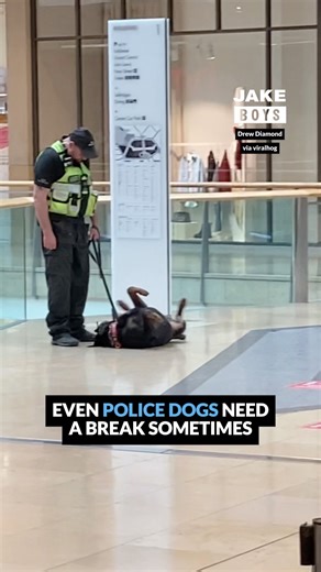 13K views · 109 reactions | Police dogs aren't so scary afterall 藍 | Jake Boys | Facebook