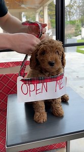 13M views · 136K reactions | Try not to cry  What a sweet surprise!! THIS original video is produced by My Life, Network Media, and Viralish Media | Life According to Us | Facebook