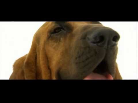 Dogs 101: Bloodhound