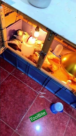 Raising Baby Chicks Indoors | Simple & Clean Brooder Setup