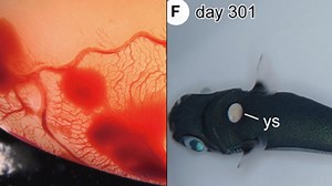 Scientists create artificial womb that grows baby sharks for up to 355 days