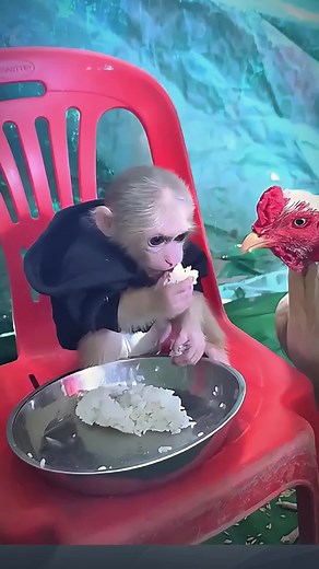 #funny #monkey #ccfl7