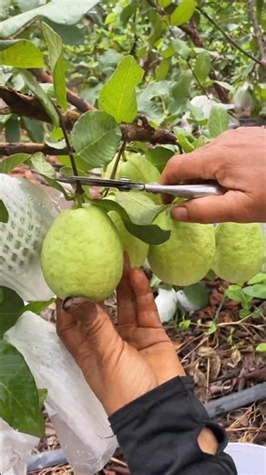 Grow a Guava Willow Tree at Home-No Seeds Needed!