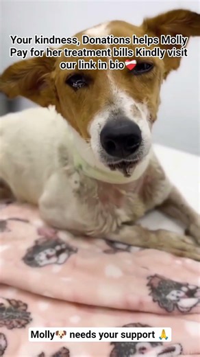 #help #support #follow #donate Please guys👋Molly needs your help today🙏to cover her treatment bills
