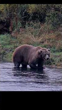 Kodiak Alaska Brown Bear Eat Salmon