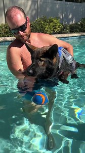 154K views · 12K reactions | Teaching my German Shepherd puppy how to swim!   - Happy Pawsidents day to our american frens!! We love you all so very heckin much! You all have been nothin but accommodating to us Canadians anytime we are in your country! Hope everyone has a beautiful day | Jade the Sable GSD | Facebook