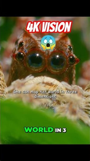 The Smartest Spider on Earth Just Changed Everything #shorts #wildlife