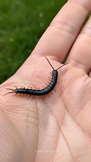 Incredible Animal Transformation ! #fblifestyle | DIF Troll