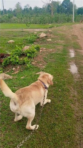 Dog barking🐕😡💙 #labrador barking shorts #part 193 #barking sound