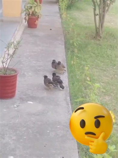 “2 Myna Couples in Family Meeting? 😲 | Funny Bird Behavior | Nature Like Humans”