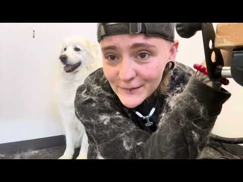 Part one: D-Shedding the great Pyrenees Mable!!🙂￼