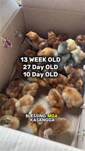 Rhode Island Red and Brahma Chickens for Sale