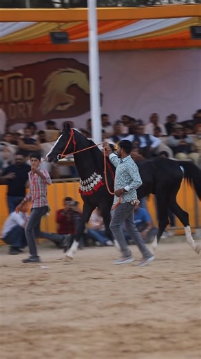 RDGohil on Instagram: "CHANAKYA young prince colt of JUNANA BLOOD LINE sire by TRIGGER"