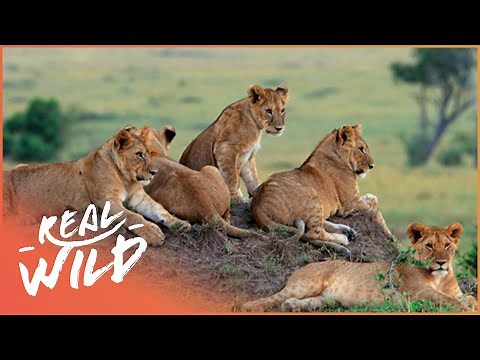 A Magnificent Lion Pride Lies In Wait To Ambush Prey | The Lions Of Etosha | Real Wild