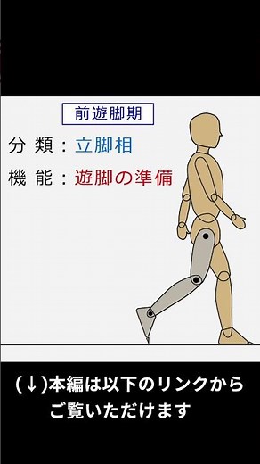 【1歩行周期】前遊脚期：遊脚の準備なのに｢立脚相｣なのはなぜ？ #shorts #理学療法士 #歩行分析