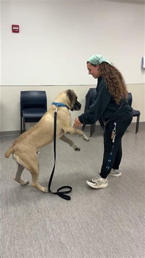 Teach Your Dog to High Five in time for the Paws in the Park Trick Contest!