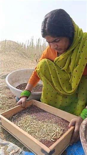 Sarson aur Bhusa aise hota hai alag! Sarson ki Threshing #shorts #threshing #villagelife