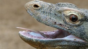 Komodo, Reptile, Lizard