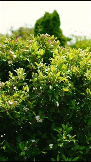 Meike 35mm f2 lens on Lumix S5iix Focus tes #shorts #feiyutech #ak4500