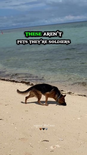 28K views · 834 reactions | Three breeds. One instinct. Grit, loyalty, and fire….the Shepherd blood runs deepGerman Shepherd, Dutch Shepherd & Belgian Malinois癩勇#asgardmalinois #Ludwigmalinois #lunathegsd #fblifestyle | Asgard Malinois | Facebook