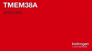 TMEM38A antibodies from Thermo Fisher Scientific