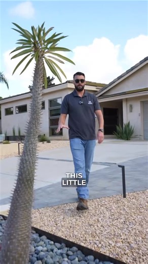 Modern Yardz Inc. on Instagram: "This Madagascar palm sat hidden in the backyard for almost 10 years — now it’s the star of the entire space. Sometimes the best design move is showcasing what you already love. Ready to transform your own backyard? Book your free design consultation with us today. #LandscapeDesign #BackyardDesign #OutdoorLiving #SanDiegoLandscaping #ModernYardz"