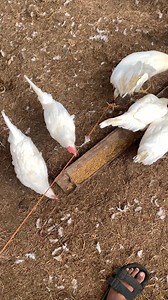 Whiteleghorn egg layer breeding🐓🐔🥚🐣 | Jerome Alconera Aleya